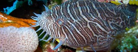 Cozumel SCUBA