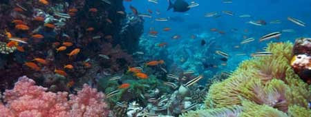 Cozumel SCUBA