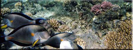 Snorkeling
