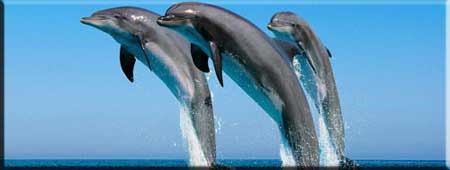 Swim with Dolphins