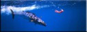 Deep Sea Fishing